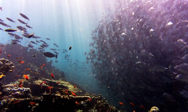 das erste Mal Tauchen Scuba Diving Fische Meer unter Wasser Flossen